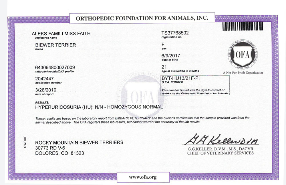 Biewer Terrier Rocky Mountains Lady Faith HU OFA Health Test Certificate
