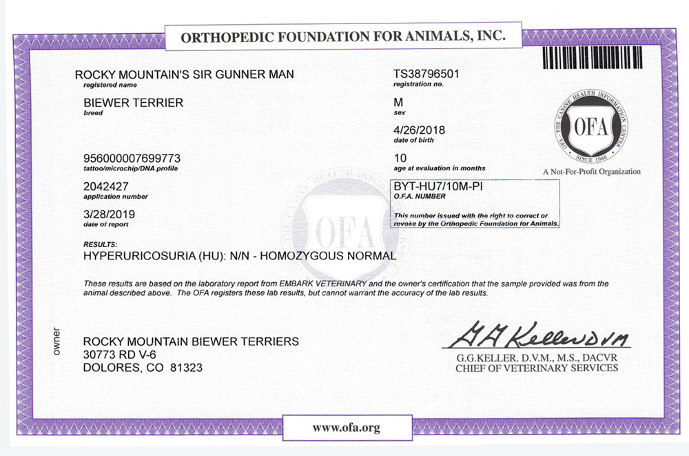 Biewer Terrier Rocky Mountains Sir Gunner HU OFA Health Test Certificate