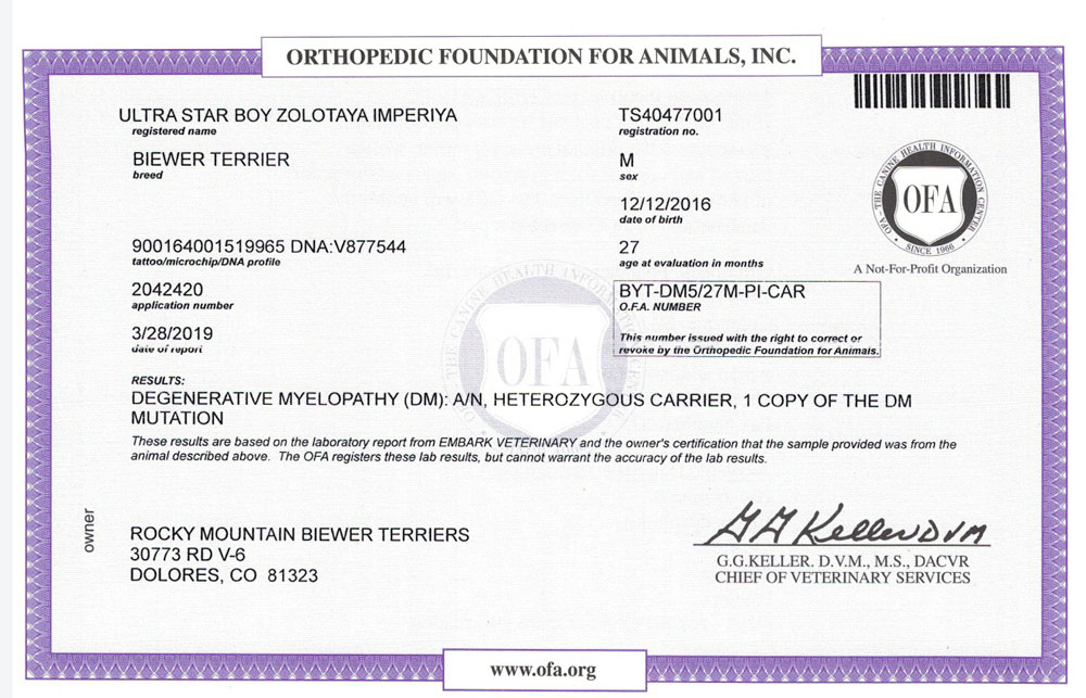 Biewer Terrier Rocky Mountains Sir Maverick DM OFA Health Test Certificate