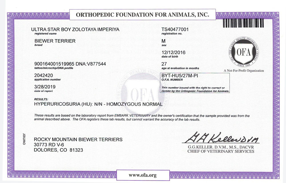 Biewer Terrier Rocky Mountains Sir Maverick HU OFA Health Test Certificate