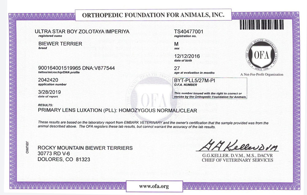 Biewer Terrier Rocky Mountains Sir Bobby PLL OFA Health Test Certificate