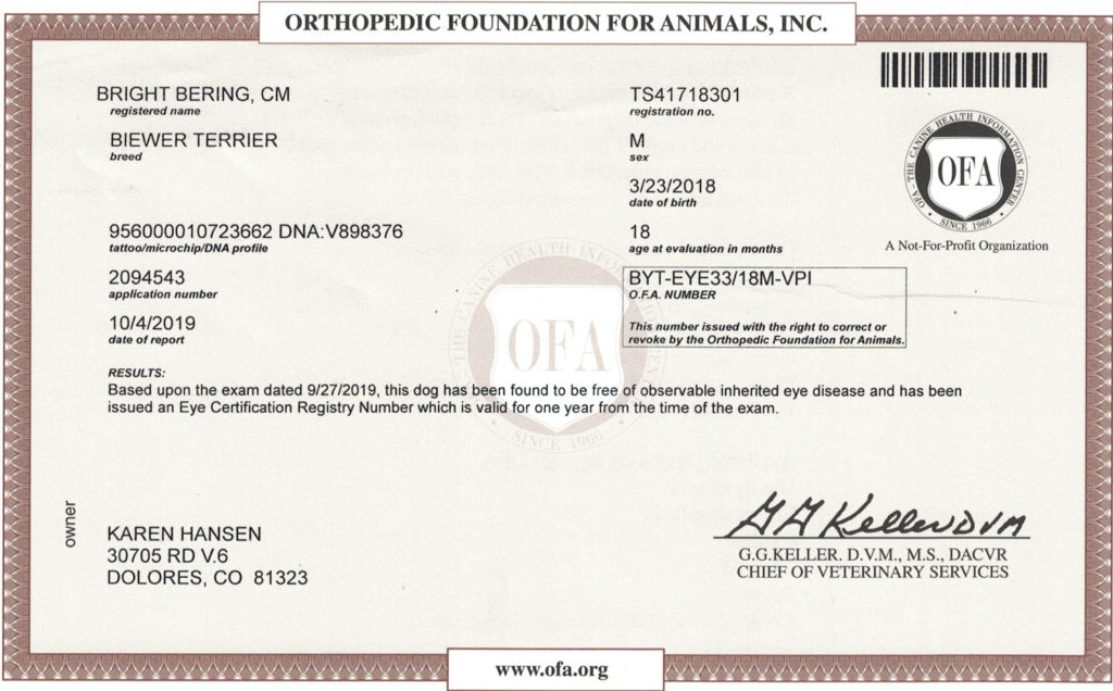 Biewer Terrier OFA Eye (CERF) Certification Rocky Mountain's Sir Milo