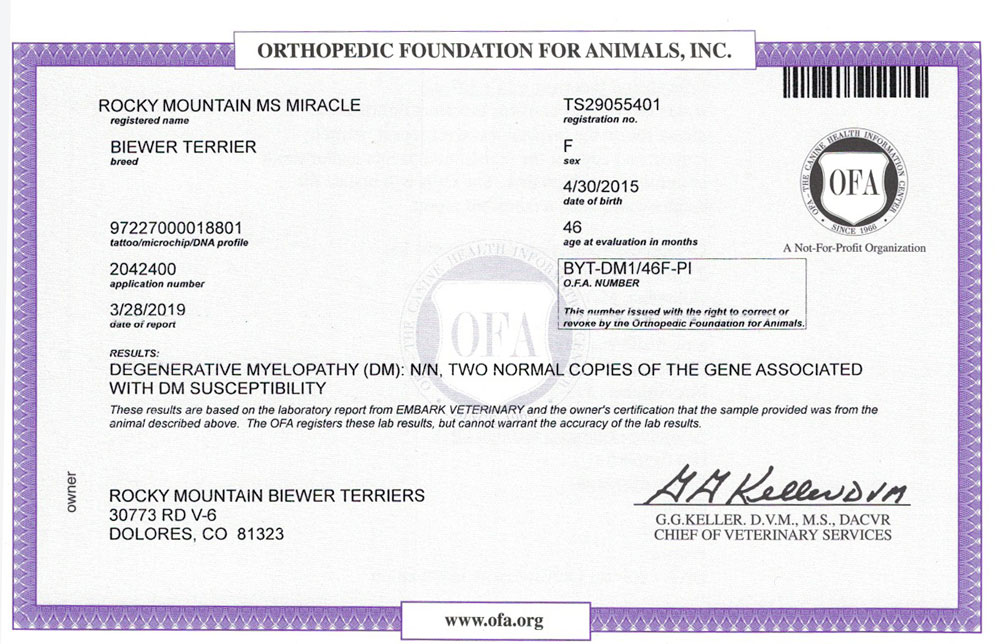 Biewer Terrier Rocky Mountains Lady Miracle DM OFA Health Test Certificate