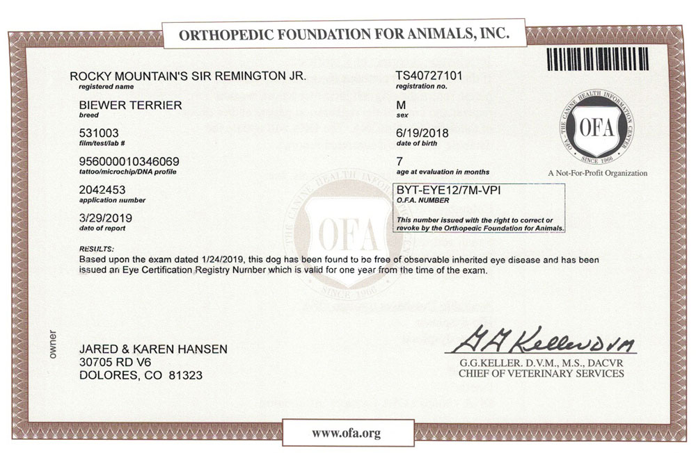 Biewer Terrier OFA Eye (CERF) Certification Rocky Mountain's Sir Remi Jr.