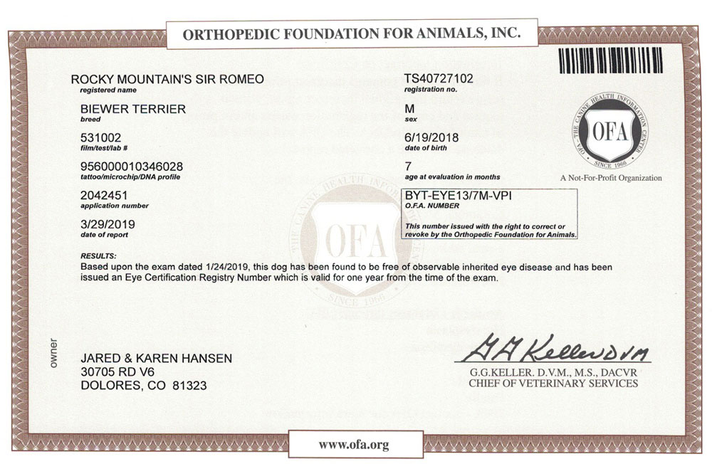Biewer Terrier OFA Eye (CERF) Certification Rocky Mountain's Sir Romeo