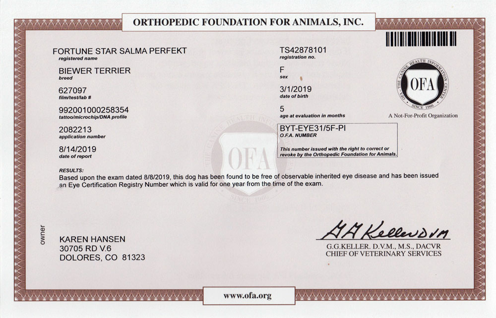 Biewer Terrier OFA Eye (CERF) Certification Rocky Mountain's Lady Sally