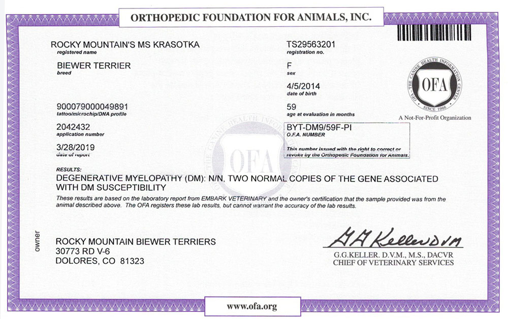 Biewer Terrier Rocky Mountains Lady Soda DM OFA Health Test Certificate