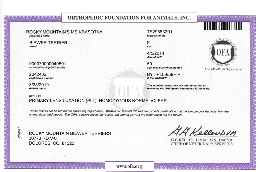 Biewer Terrier Rocky Mountains Lady Soda PLL OFA Health Test Certificate