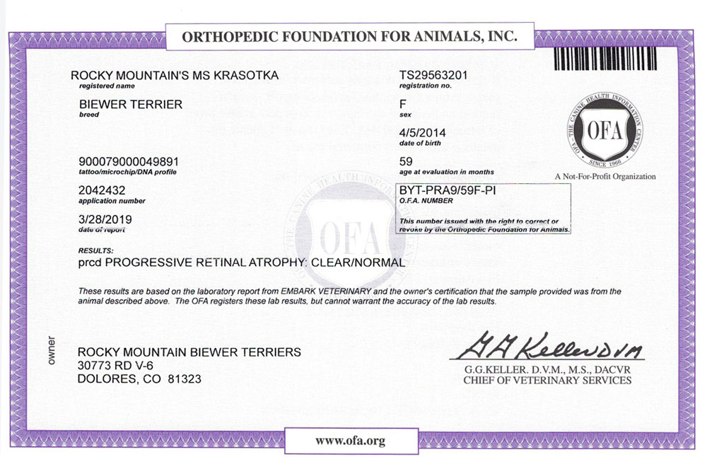 Biewer Terrier Rocky Mountain's Lady Krasotka OFA PRCD Health Test Certificate
