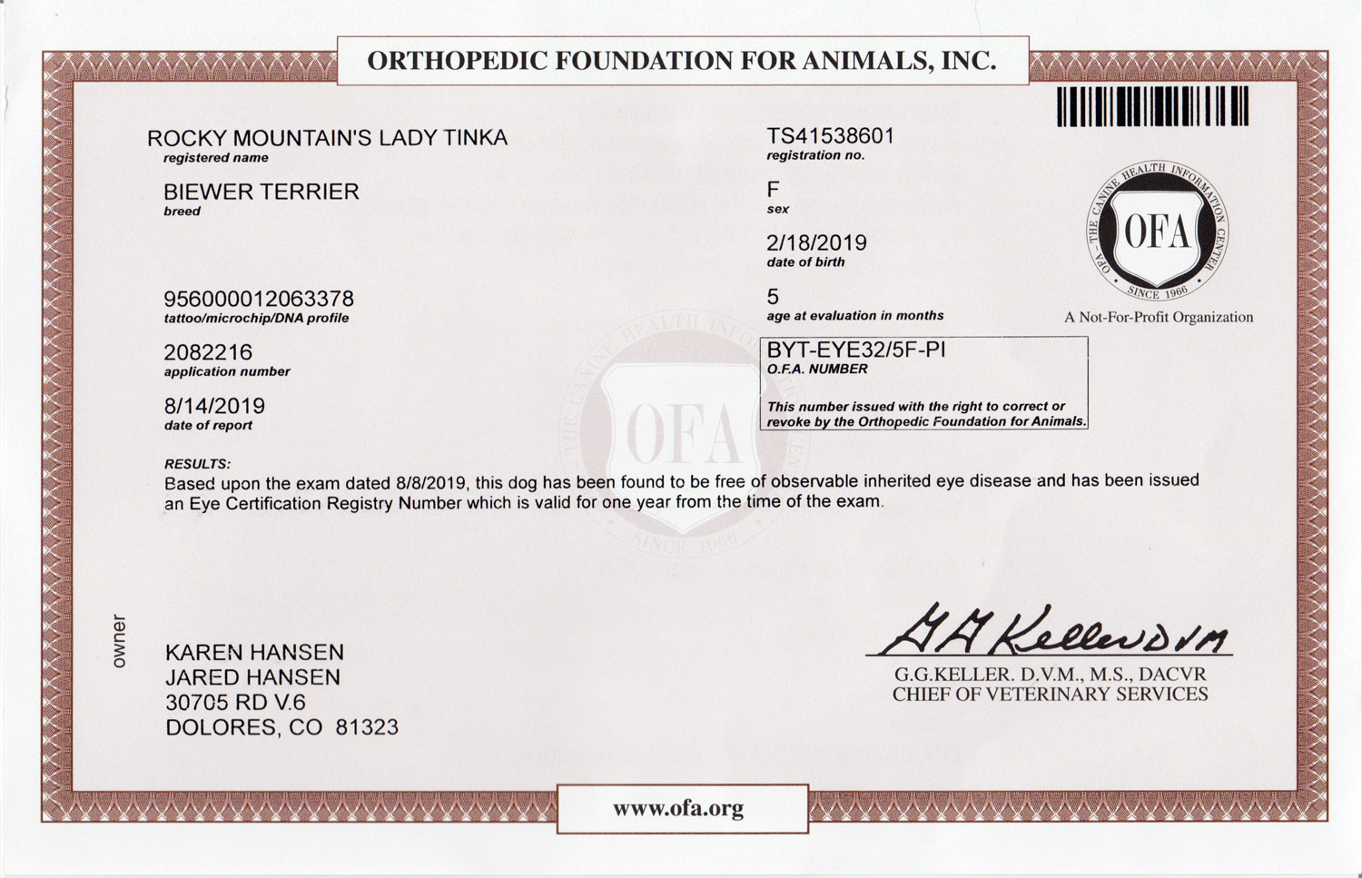 Biewer Terrier OFA Eye (CERF) Certification Rocky Mountain's Lady Tinka