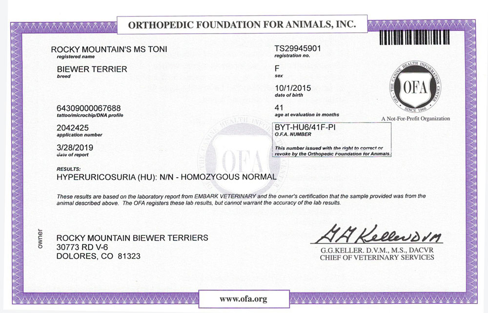 Biewer Terrier Rocky Mountains Miss Toni HU OFA Health Test Certificate