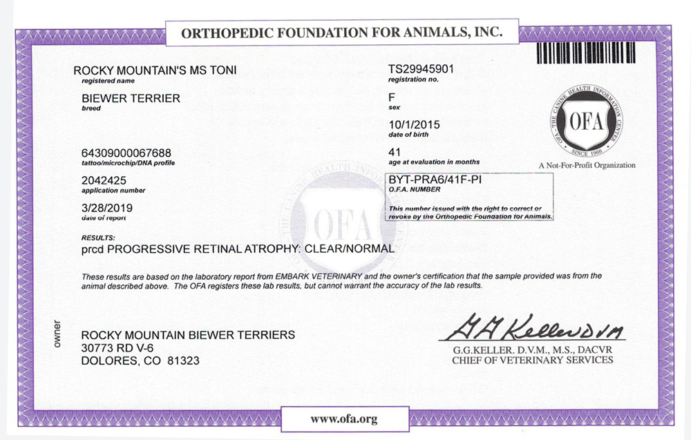 Biewer Terrier Rocky Mountain's Lady Toni OFA PRCD Health Test Certificate