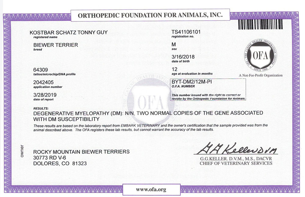 Biewer Terrier Rocky Mountains Sir Tony DM OFA Health Test Certificate