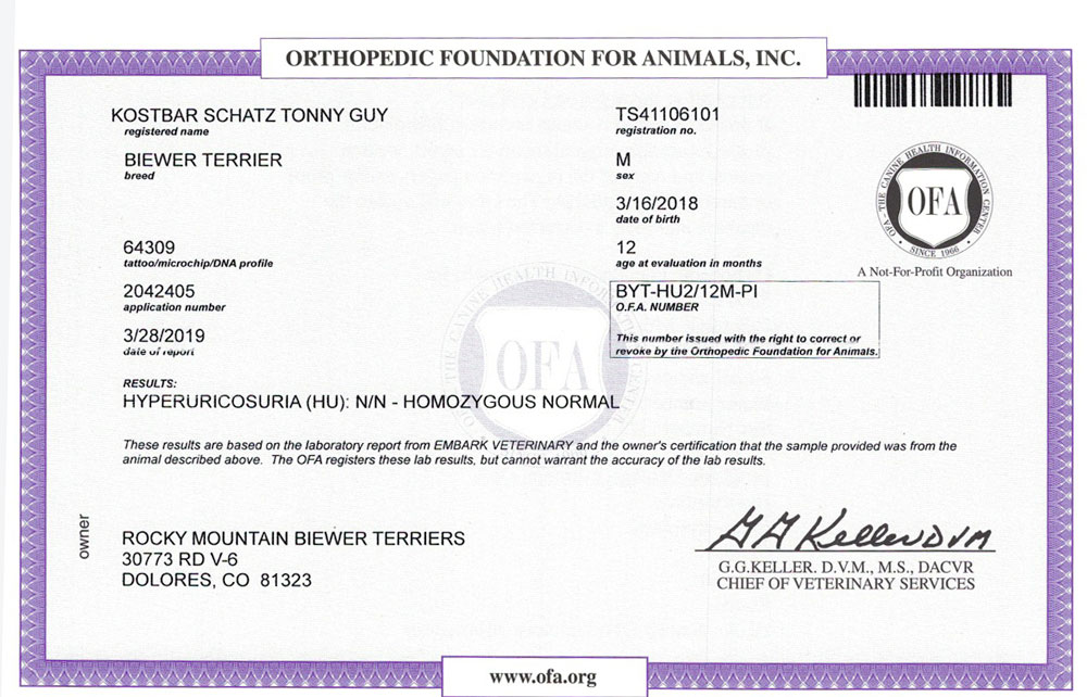 Biewer Terrier Rocky Mountains Sir Tony HU OFA Health Test Certificate