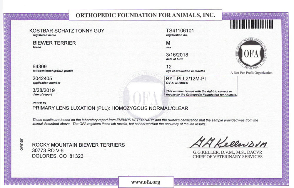 Biewer Terrier Rocky Mountains Sir Tony PLL OFA Health Test Certificate