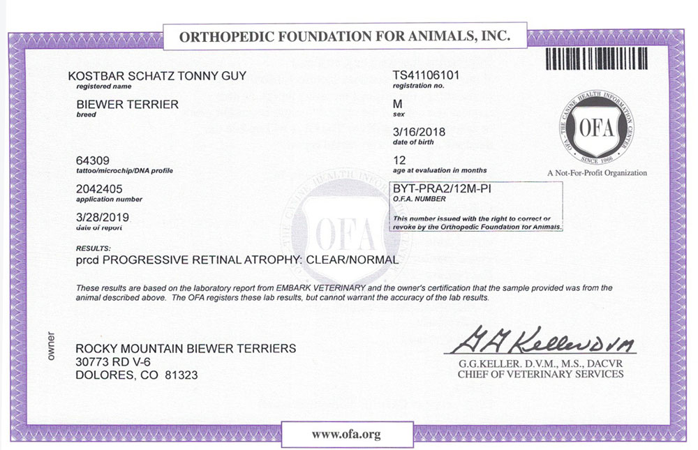 Biewer Terrier Rocky Mountain's Sir Tony OFA PRCD Health Test Certificate
