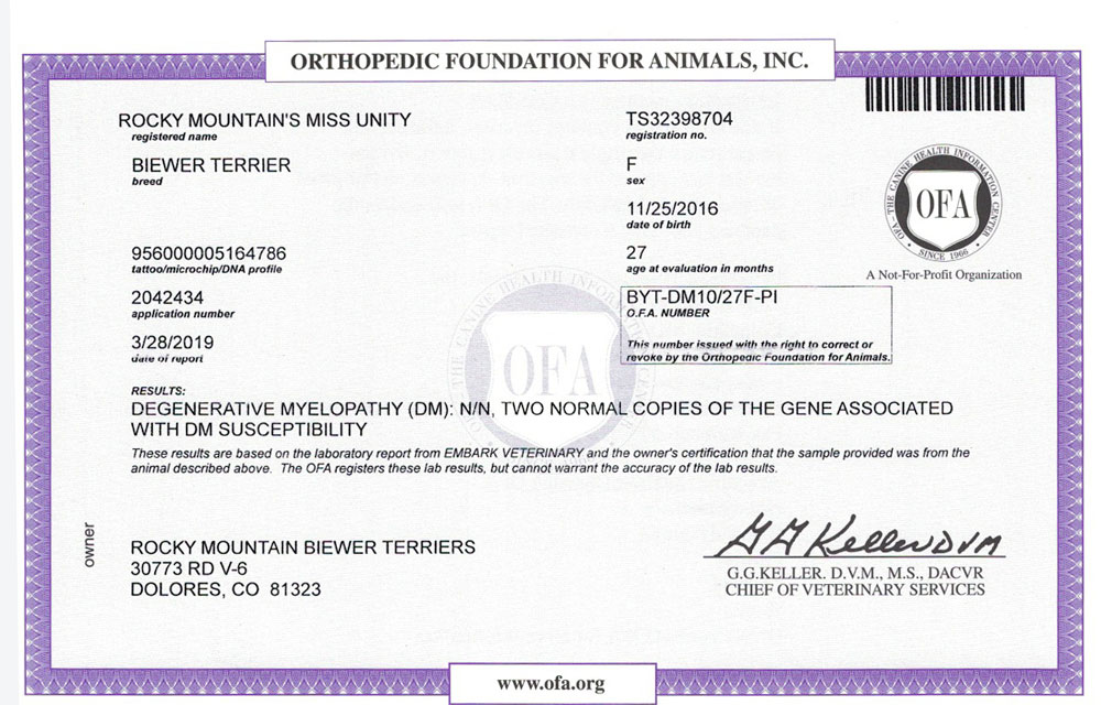 Biewer Terrier Rocky Mountains Lady Unity DM OFA Health Test Certificate