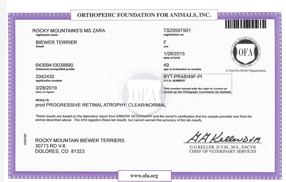 Biewer Terrier Rocky Mountain's Lady Zara OFA PRCD Health Test Certificate
