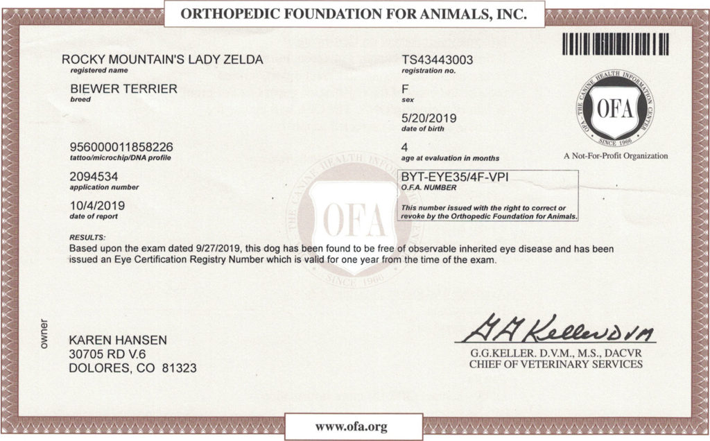 Biewer Terrier OFA Eye (CERF) Certification Rocky Mountain's Lady Zelda