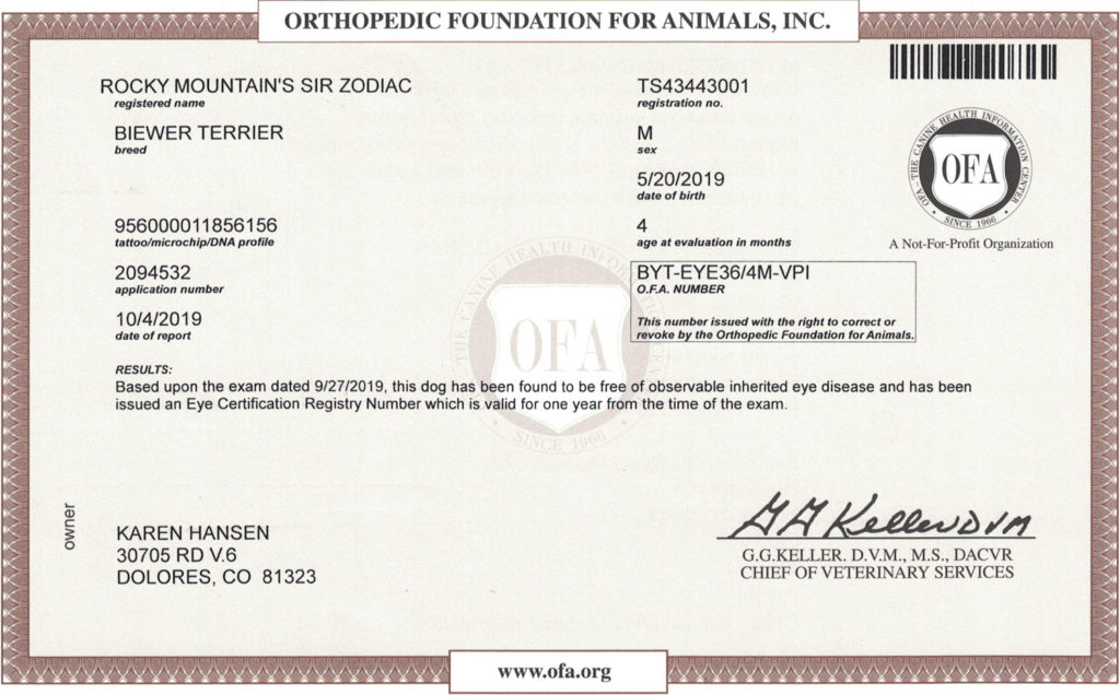 Biewer Terrier OFA Eye (CERF) Certification Rocky Mountain's Sir Zodiac