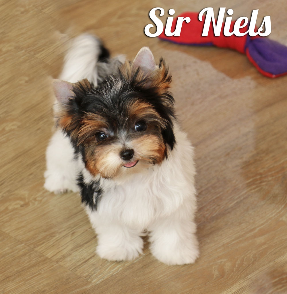 Niels Biewer Puppy