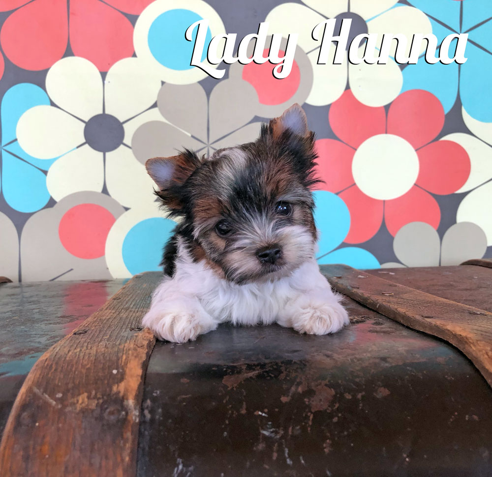 Biewer Puppy Hanna