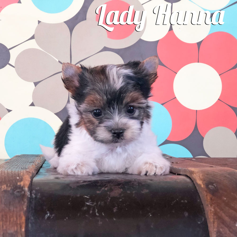 Biewer Puppy Hanna