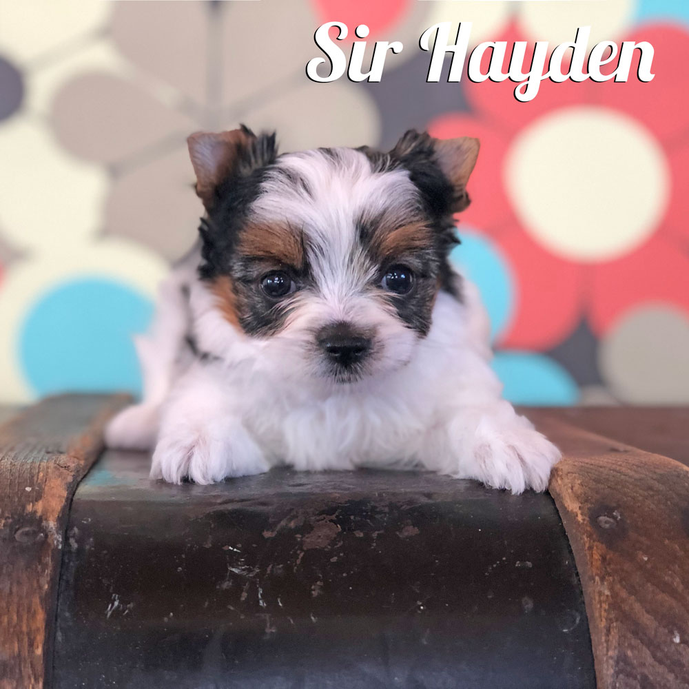 Biewer Puppy Hayden