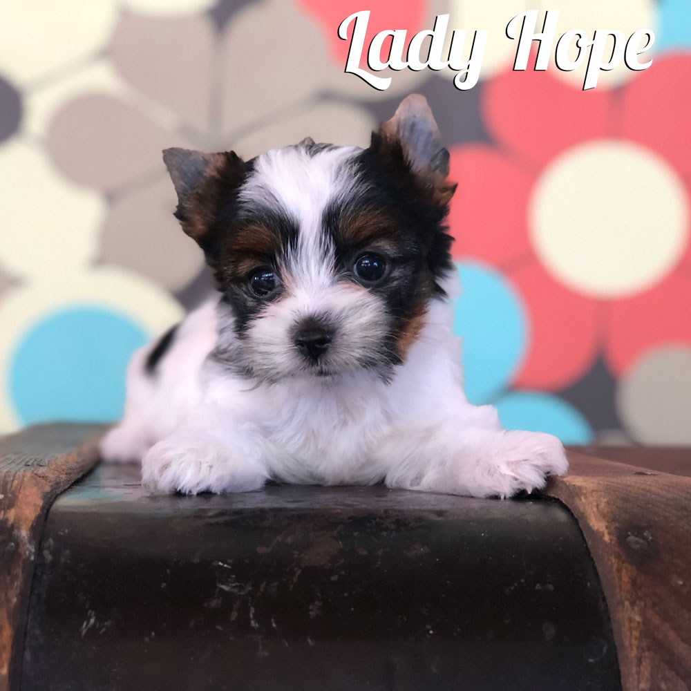 Biewer Puppy Hope