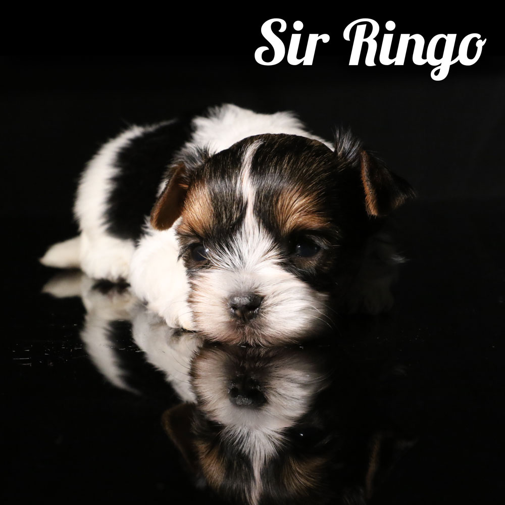 Biewer Puppy