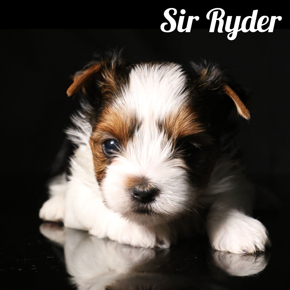 Biewer Puppy