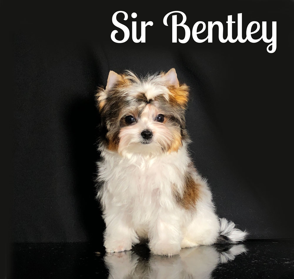 Russin Salon Dog Puppy