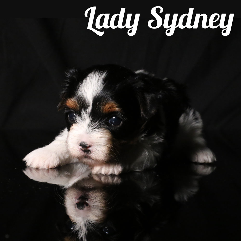 Biewer Puppy