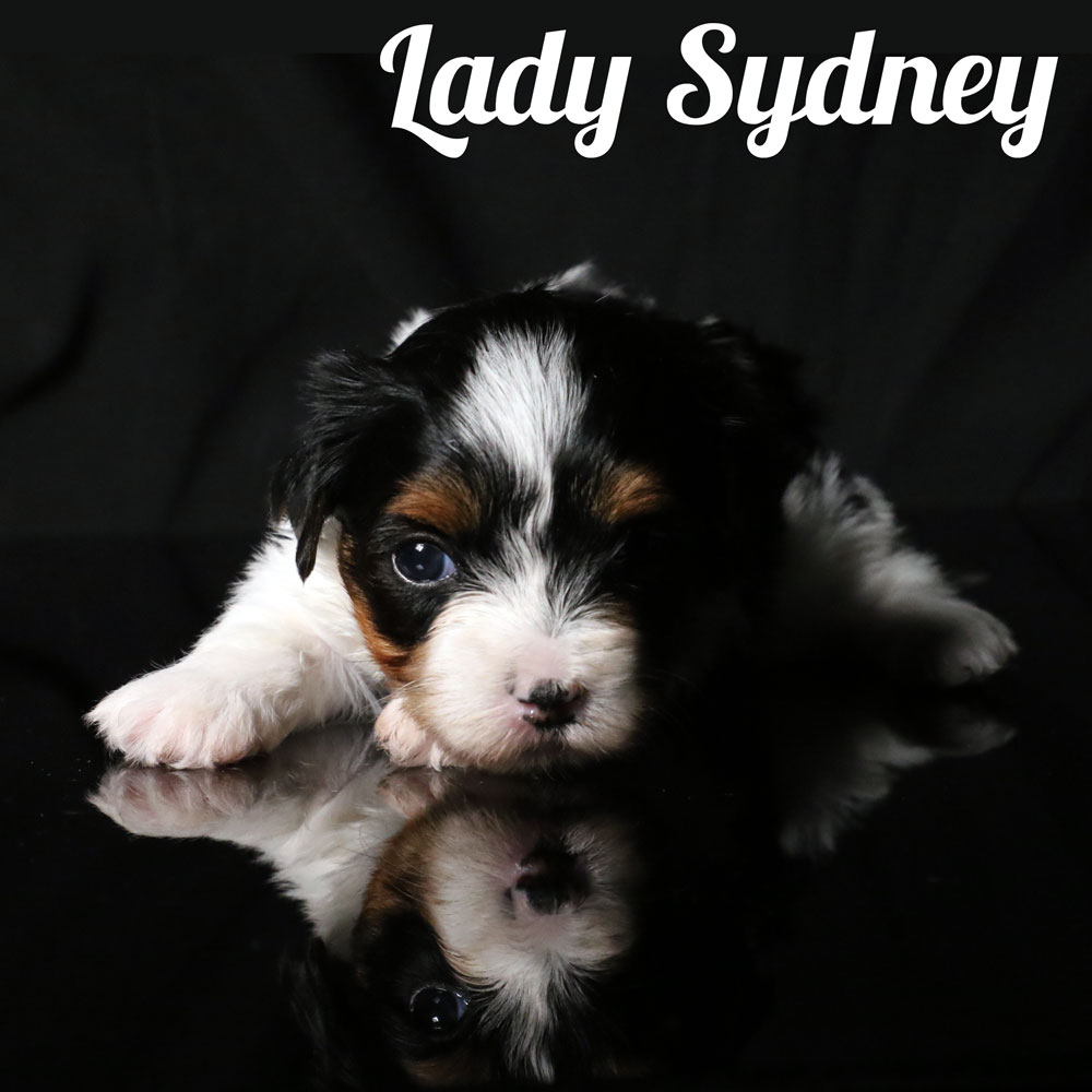 Biewer Puppy