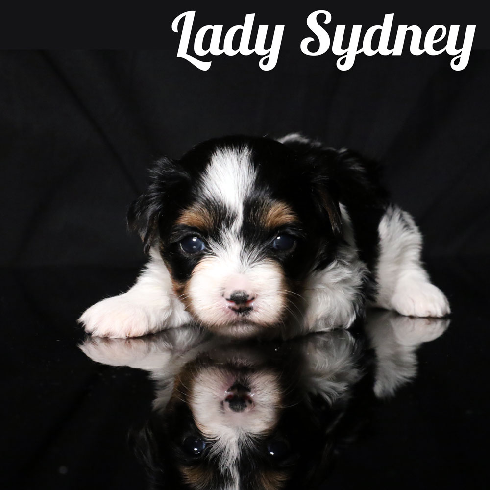 biewer puppy