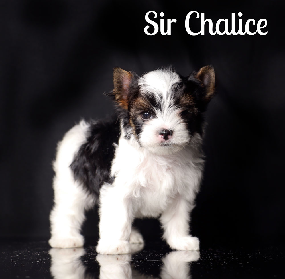 Biewer Terrier Puppy for sale