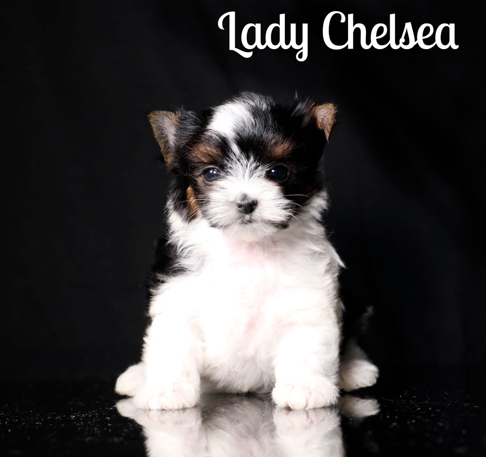 Biewer Terrier Puppy for sale