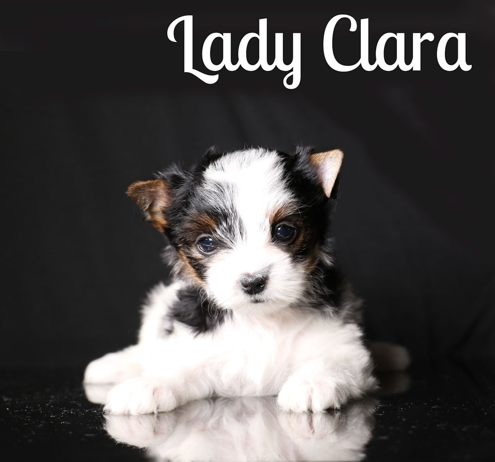 Biewer Terrier Puppy for sale