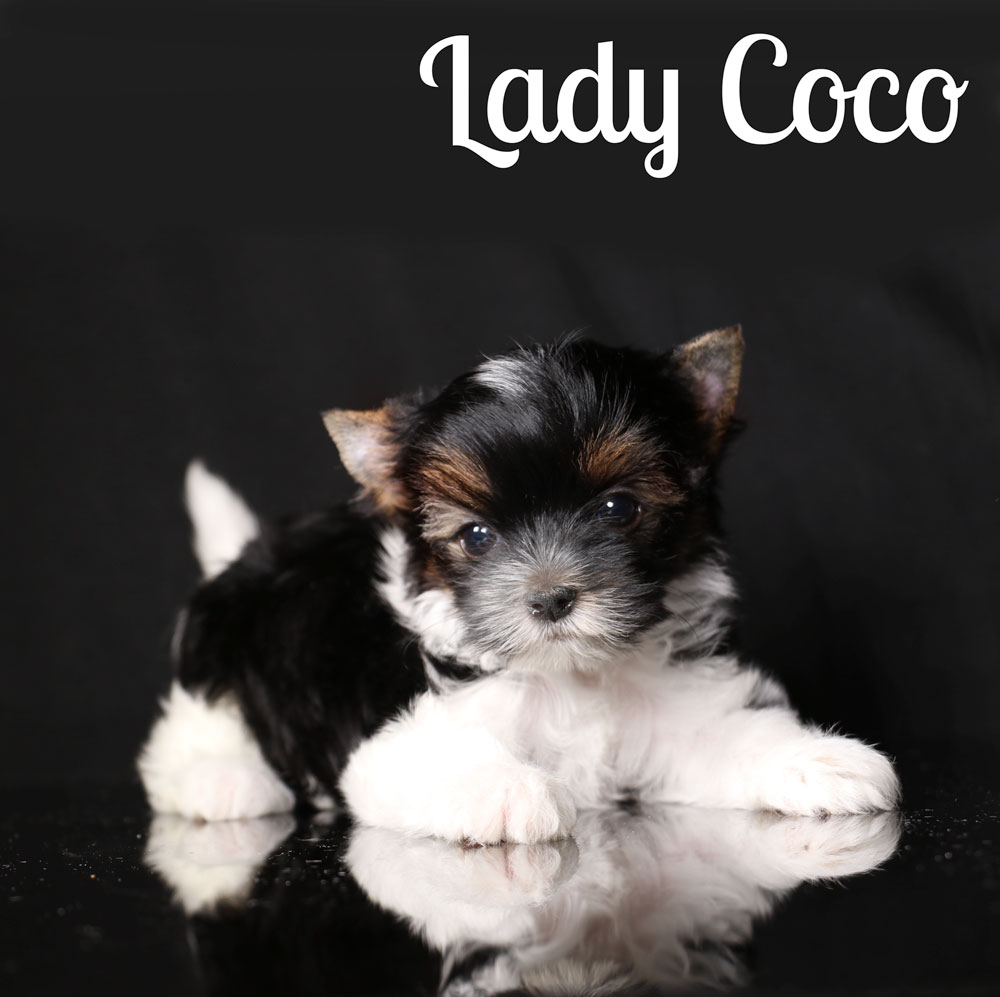 Biewer Terrier Puppy for sale