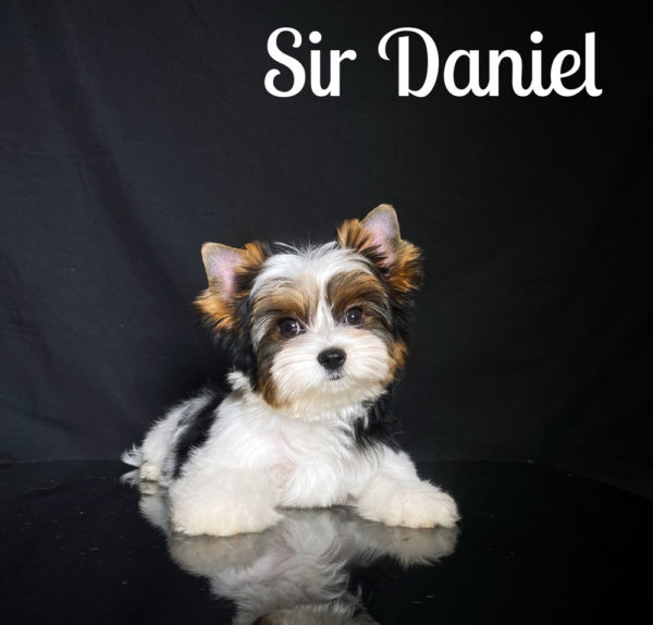 Biewer Puppy Daniel