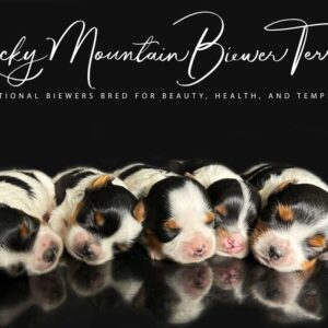 Newborn Biewer Terrier Puppies