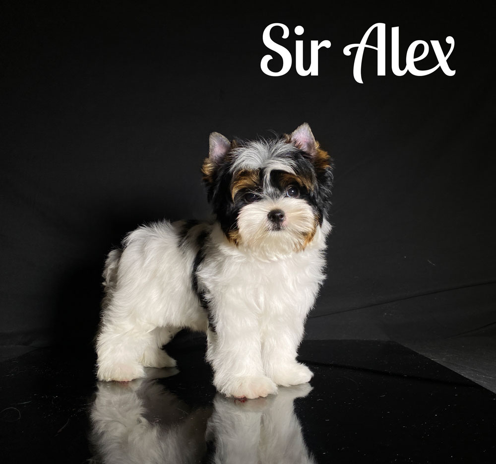 Alex Biewer Puppy