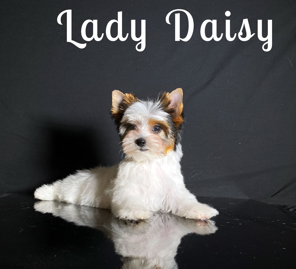 Daisy Biewer Puppy