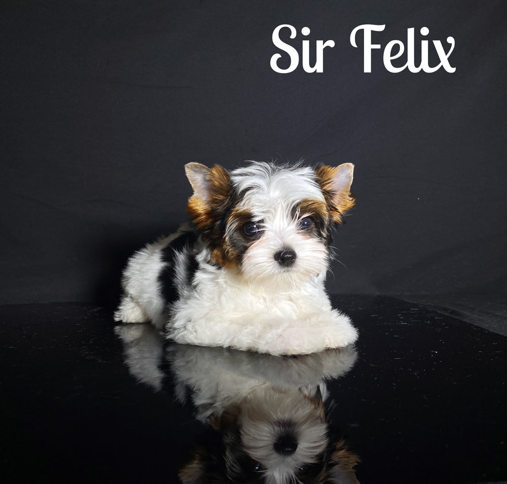 Felix Biewer Puppy