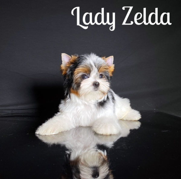 Zelda cutest Biewer Puppy