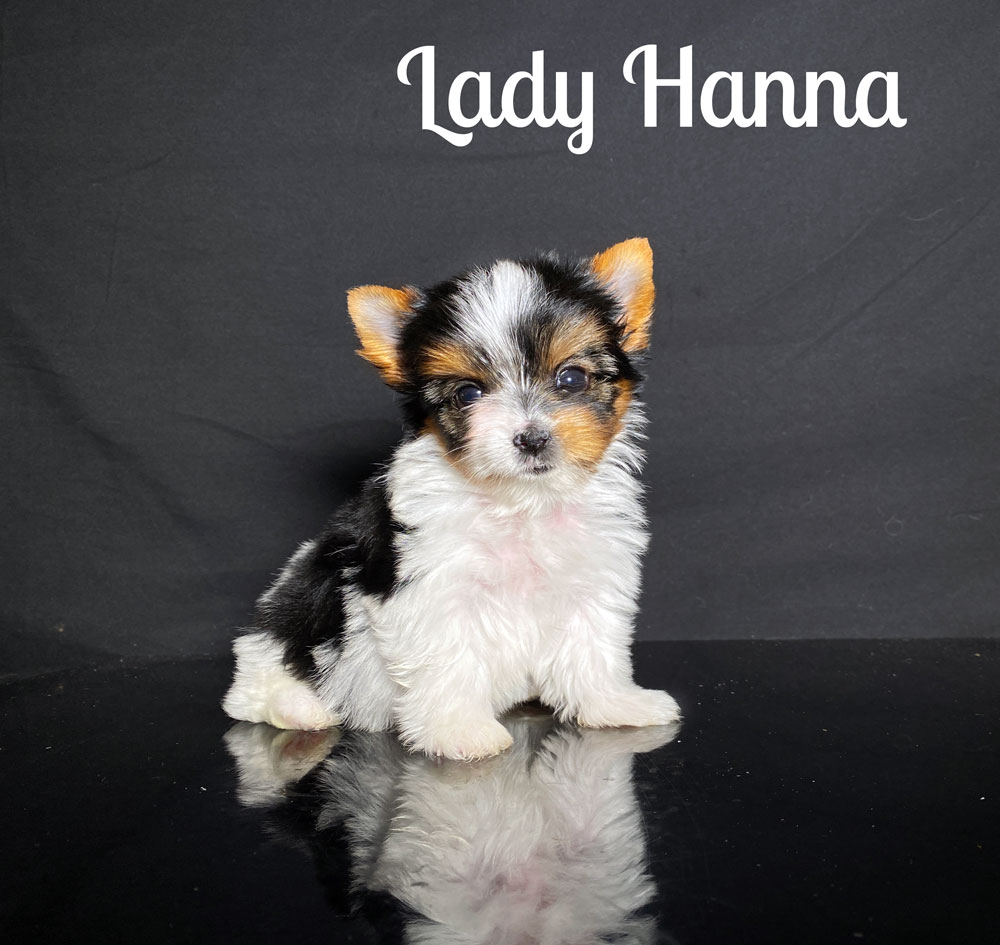 Hanna Biewer Puppy