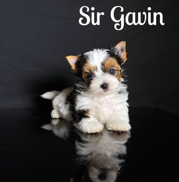 Gavin Biewer Puppy