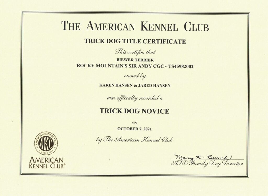 Biewer Terrier Rocky Mountain's Sir Andy Trick Dog Novice