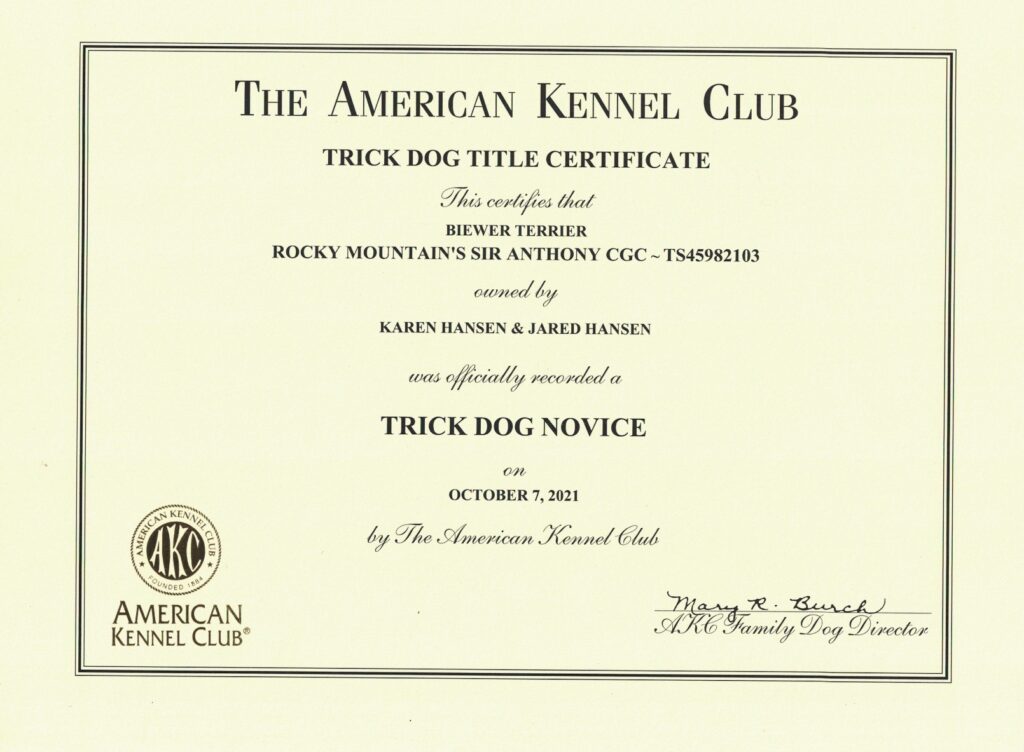 Biewer Terrier Rocky Mountain's Sir Anthony Trick Dog Novice