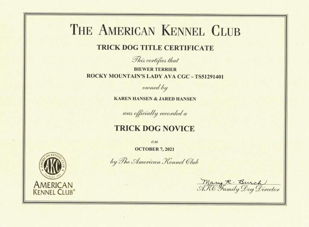 Biewer Terrier Rocky Mountain's Lady Ava Trick Dog Novice